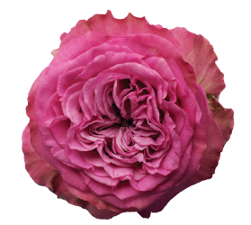 <h4>R Gr Queen´s Crown Lavander 40cm EC</h4>