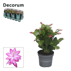 Schlumbergera - 9 cm - Purple (Jolly Dancer) - Decorum