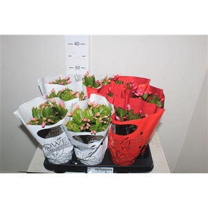 Schlumb Gem 2 Kl 45+