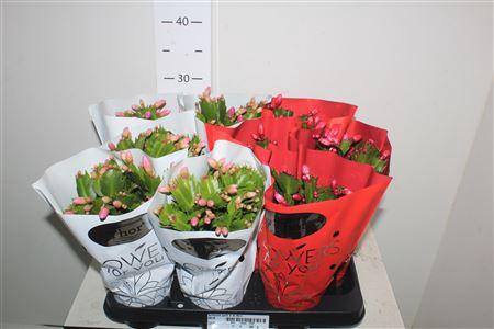 <h4>Schlumb Gem 2 Kl 45+</h4>