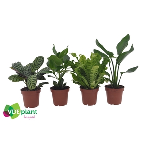 Ov Kamerplanten Gemengd