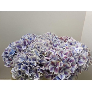 Hydrangea sunsation