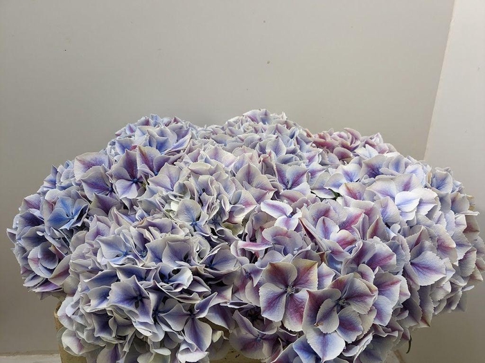 <h4>Hydrangea sunsation</h4>