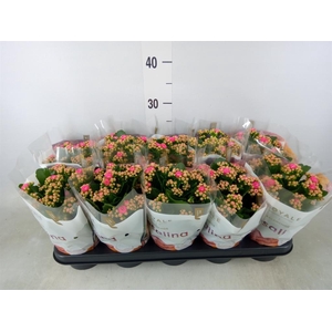 Kalanchoe blos. 'RosDon Nando'