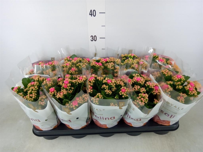 <h4>Kalanchoe blos. 'RosDon Nando'</h4>