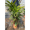 Rhapis excelsa