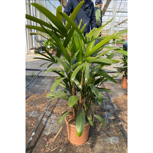 Rhapis excelsa