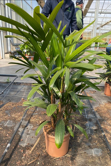 <h4>Rhapis excelsa</h4>
