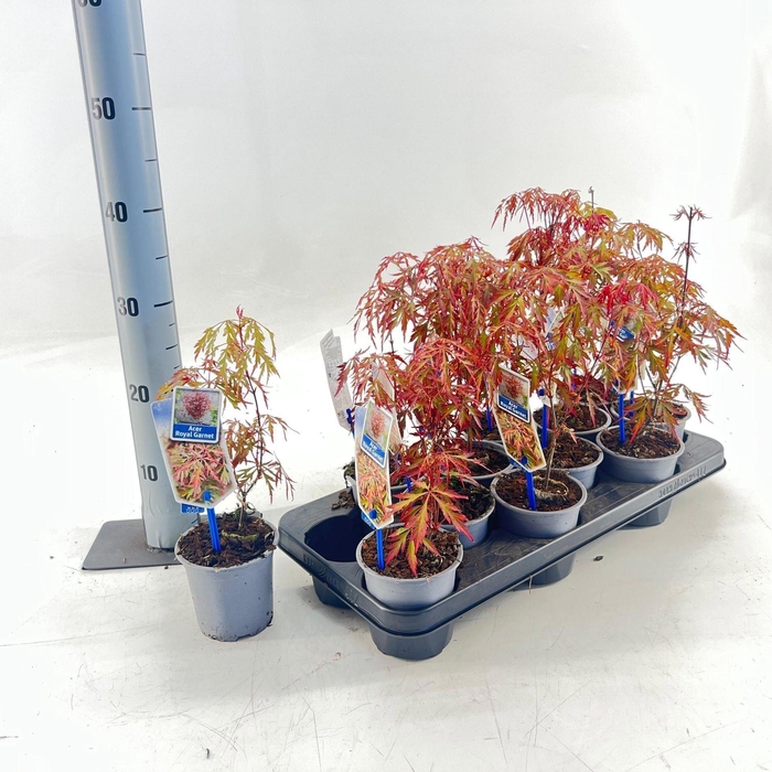 <h4>Acer palmatum</h4>