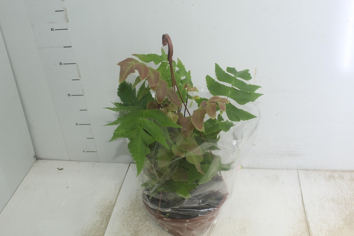 <h4>AVENCA VARIADA C21</h4>