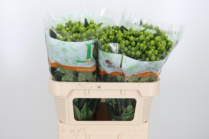 <h4>Hyp Mag Mirage</h4>