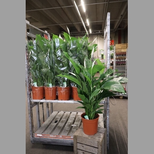 Spath Sweet Lauretta