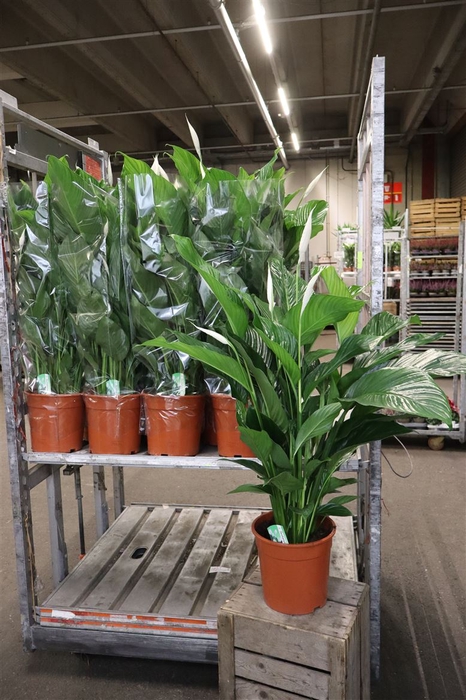 <h4>Spath Sweet Lauretta</h4>