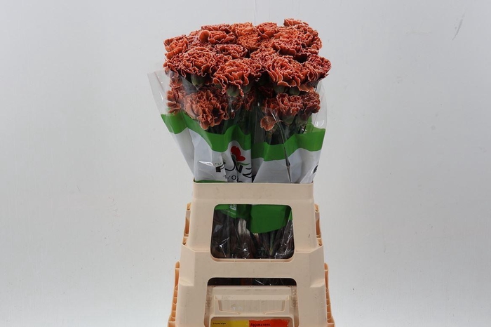 <h4>Dianthus ST   ...colored H%</h4>