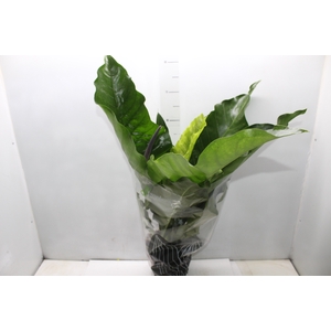 ANTHURIUM HOOKERI P19