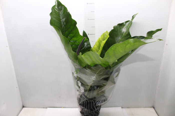 <h4>ANTHURIUM HOOKERI P19</h4>
