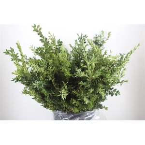 Buxus Green P Bunch