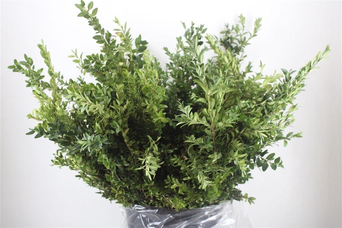 <h4>Buxus Green P Bunch</h4>