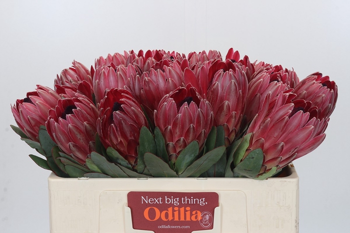 <h4>Protea Sharon</h4>