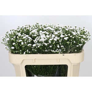 Aster White Gypsy