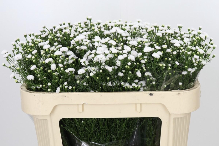 <h4>Aster White Gypsy</h4>