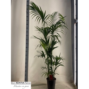 HOWEA FORSTERIANA