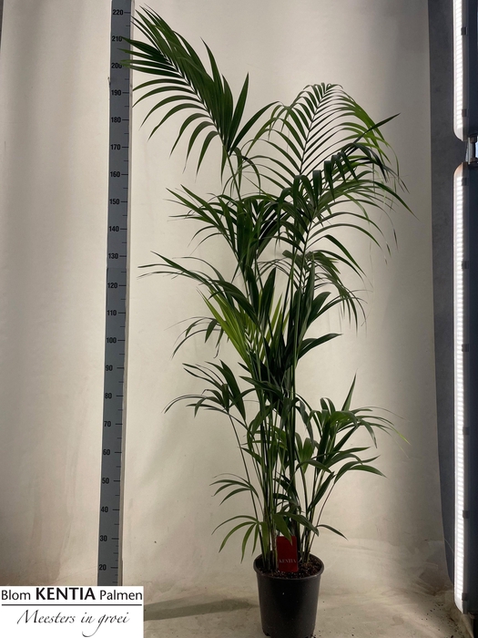 <h4>HOWEA FORSTERIANA</h4>