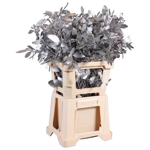 Populus Bes Geverfd Lang