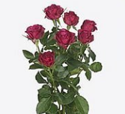 Rosa TR 'Cheyenne' BRAAM