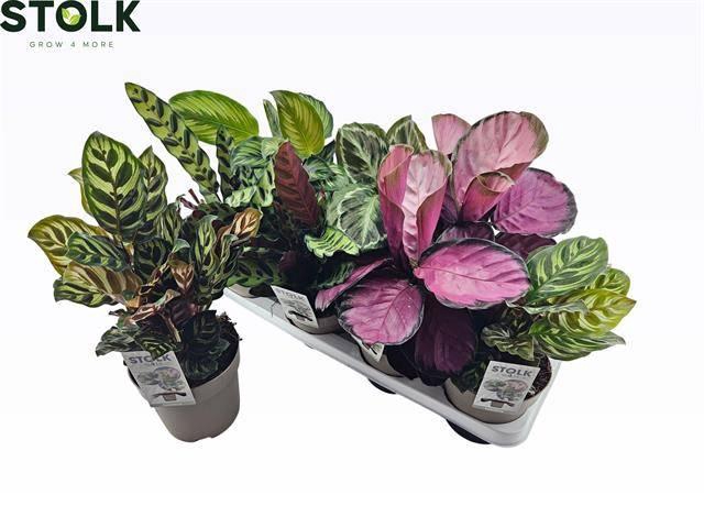 <h4>CALAT GEM 6 SRT</h4>