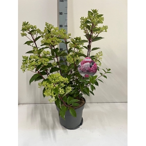 Hydrangea pan. 'Vanil-Frais'