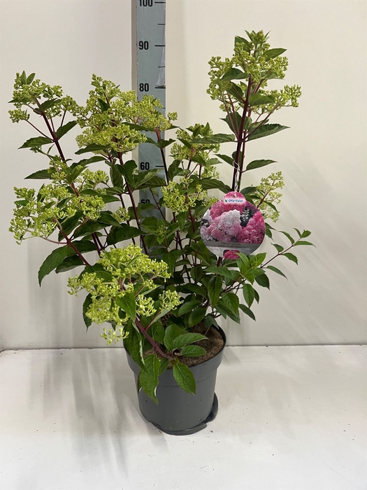 <h4>Hydrangea pan. 'Vanil-Frais'</h4>