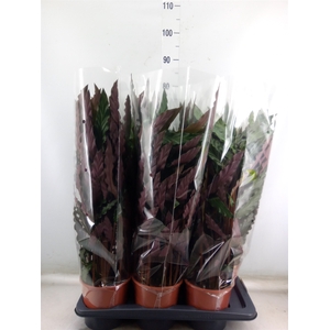 Calathea rufibarba 'Elgergrass'