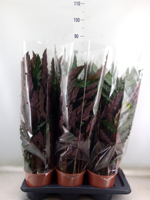 <h4>Calathea rufibarba 'Elgergrass'</h4>