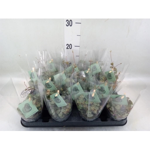 Ceropegia woodii ssp. woodii