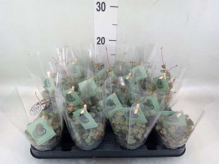 <h4>Ceropegia woodii ssp. woodii</h4>