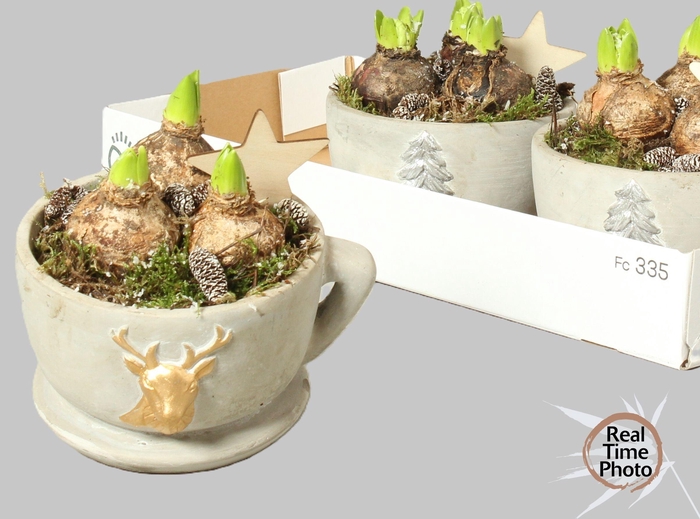 <h4>ARR HYACINTH</h4>