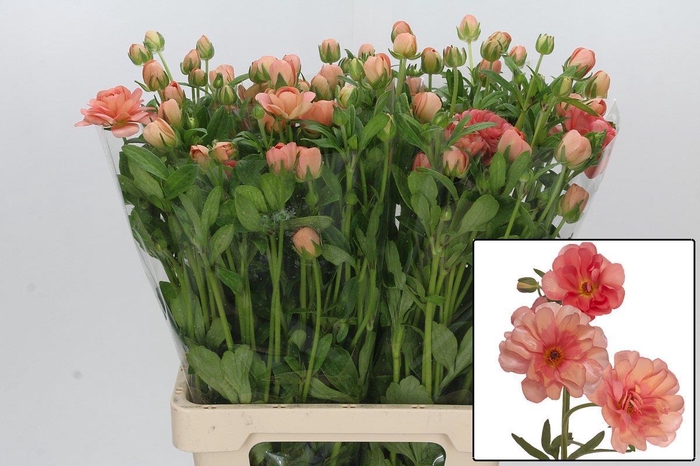 <h4>RAN BUTTERFLY ERIS</h4>