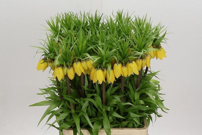 <h4>Fritillaria Yellow Beauty</h4>