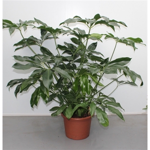 Philodendron Green Wonder