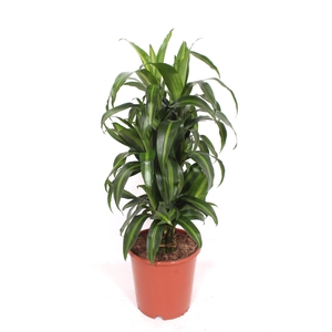 Dracaena Hawaiian Sunshine