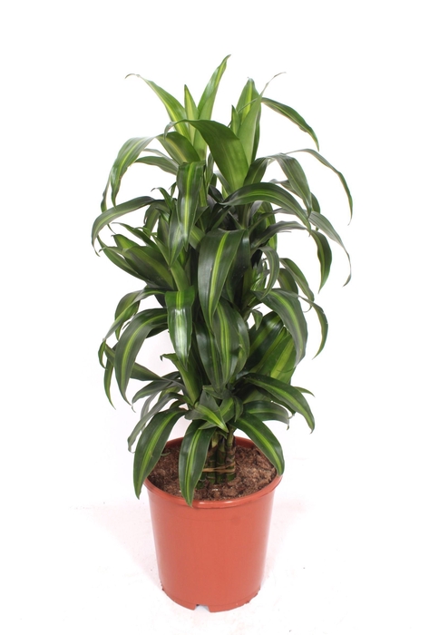 <h4>Dracaena Hawaiian Sunshine</h4>