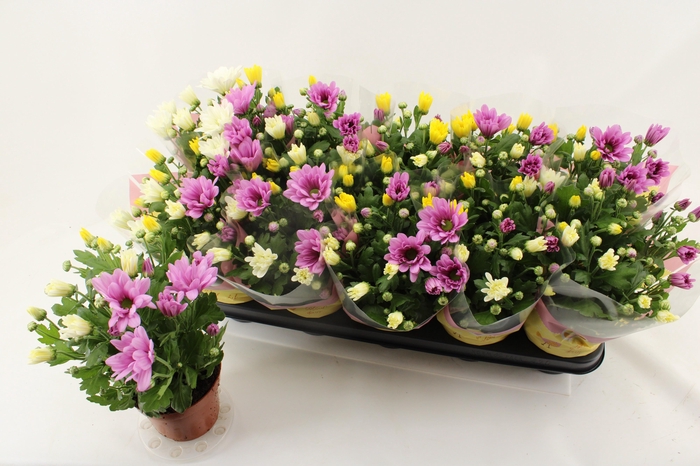 <h4>CHRYS GEM IN POT</h4>