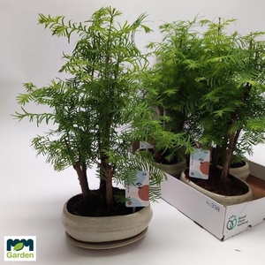 BONSAI OV