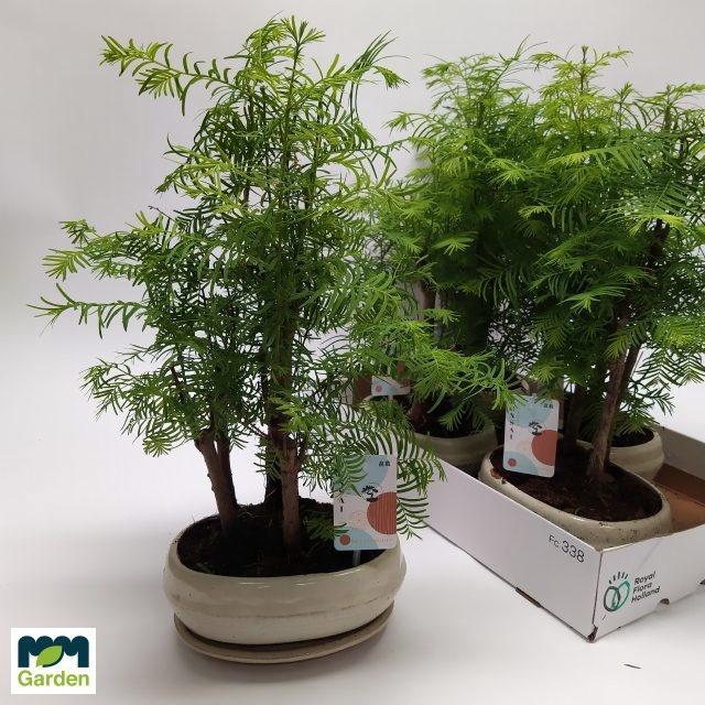 <h4>BONSAI OV</h4>