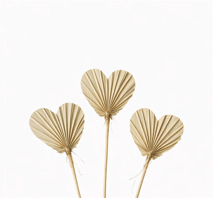 Dried Palm Heart 10pcs Naturel Bunch