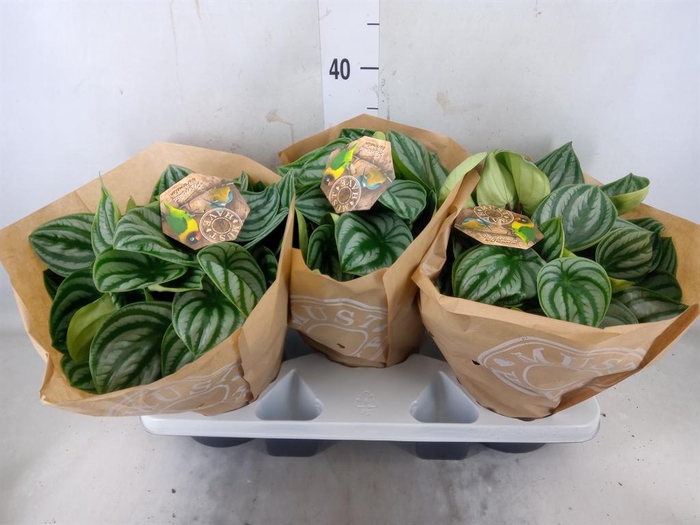 <h4>Peperomia argyreia</h4>