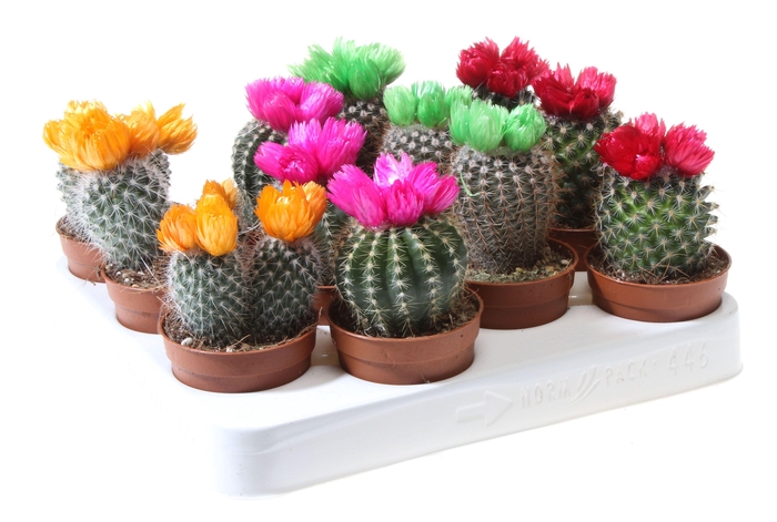 <h4>Cactus decoratie strobloem mix</h4>