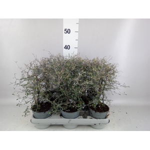 Corokia cotoneaster