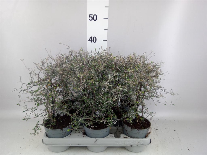 <h4>Corokia cotoneaster</h4>